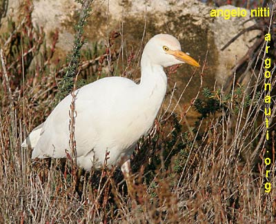 airone guardabuoi bubulcus