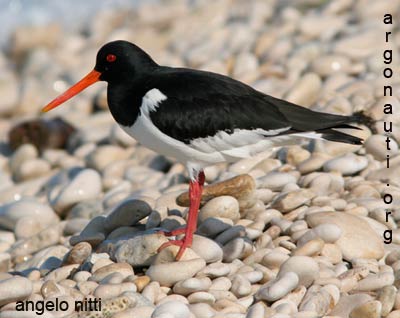 beccaccia di mare haematopus