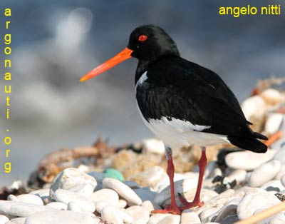 beccaccia di mare haematopus