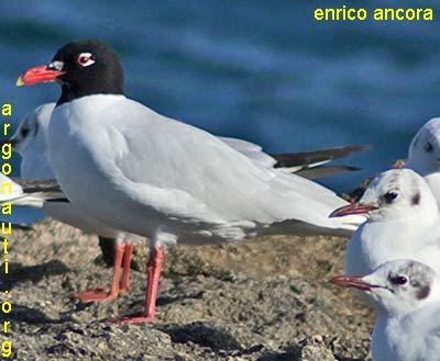 gabbiano corallino larus