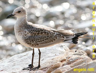 gabbiano corallino larus