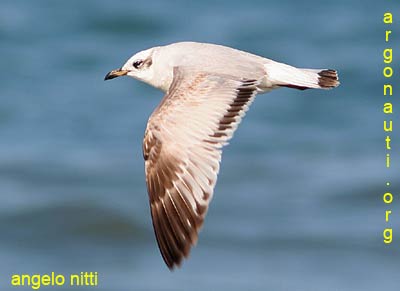 gabbiano corallino larus