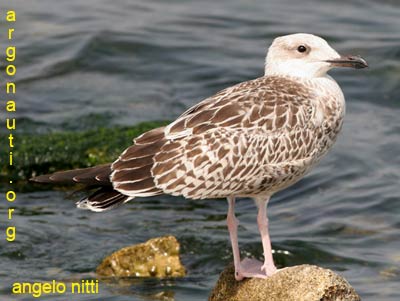 gabbiano reale larus