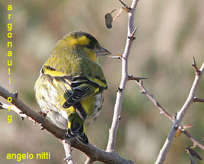 lucherino carduelis