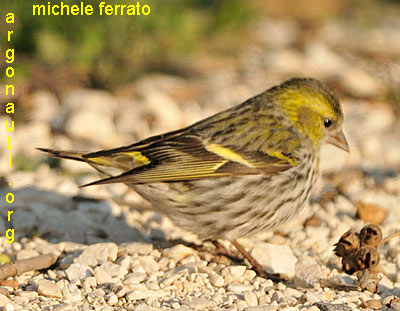 lucherino carduelis