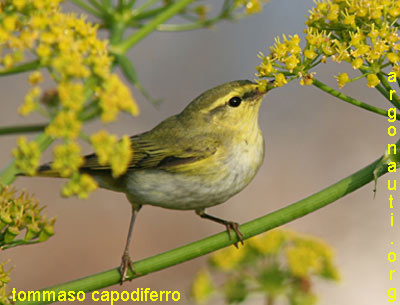luì verde phylloscopus