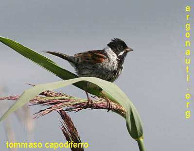 migliarino di palude emberiza