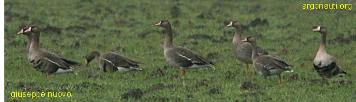 oca lombardella anser