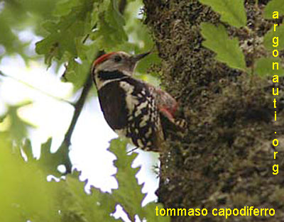 picchio rosso mezzano picoides