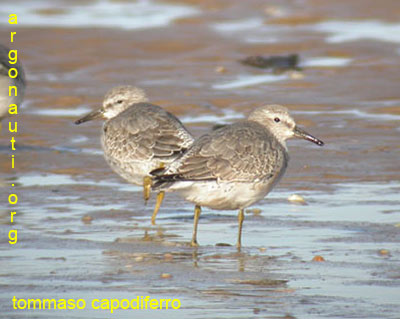 piovanello maggiore calidris