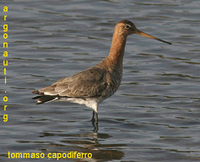 pittima reale limosa