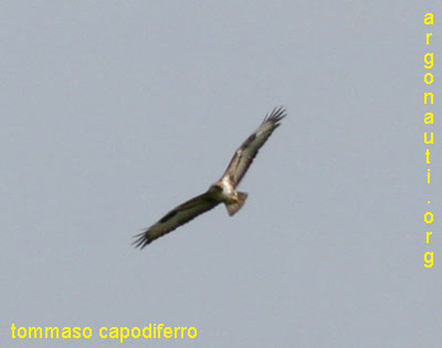 poiana codabianca buteo