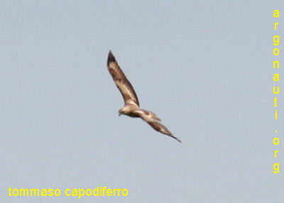 poiana codabianca buteo