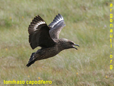 stercorario maggiore stercorarius