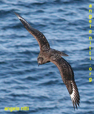 stercorario maggiore stercorarius