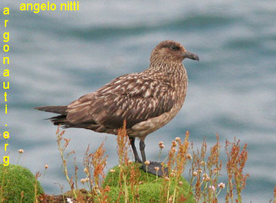 stercorario maggiore stercorarius