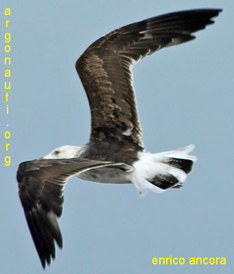 zafferano larus