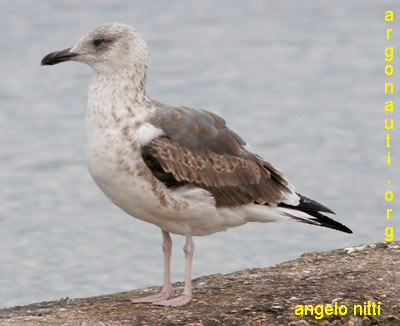 zafferano larus