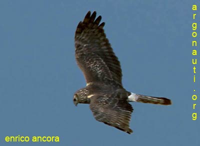 albanella reale circus