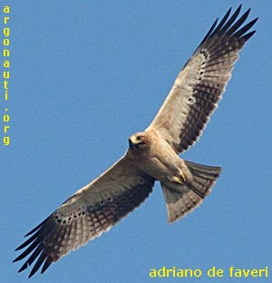 aquila minore