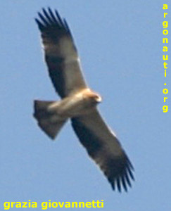 aquila minore