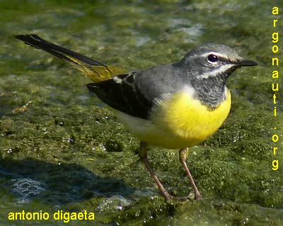 ballerina gialla motacilla