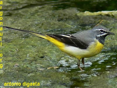 ballerina gialla motacilla