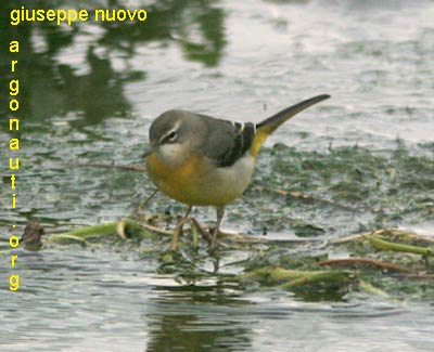 ballerina gialla motacalla