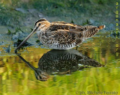 beccaccino gallinago