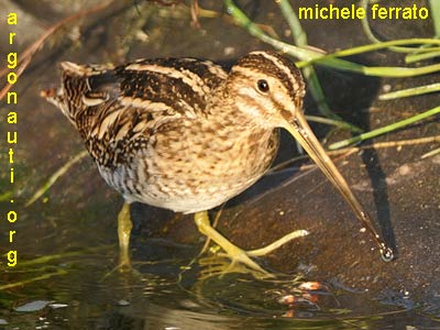 beccaccino gallinago