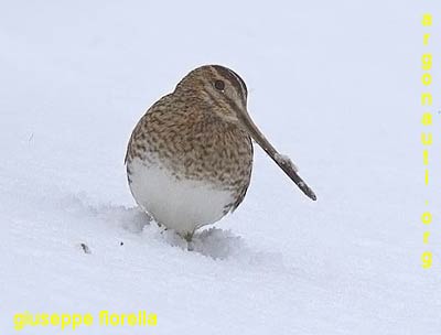 beccaccino gallinago