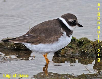 corriere grosso charadrius