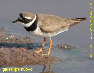 corriere grosso charadrius