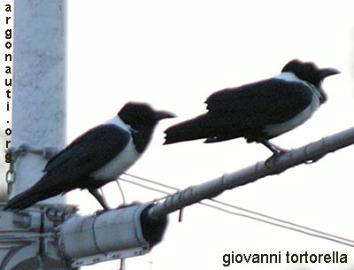 corvo bianconero corvus