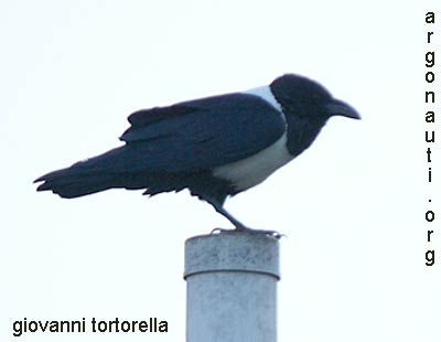 corvo bianconero corvus