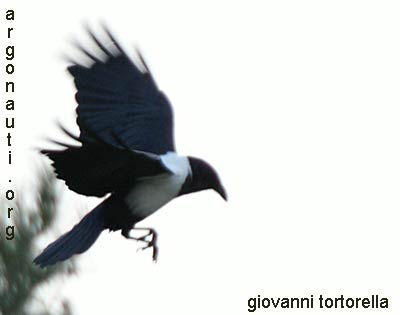 corvo bianconero corvus
