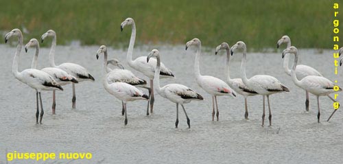 fenicottero phoenicopterus