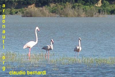 fenicottero phoenicopterus