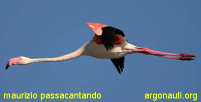 fenicottero phoenicopterus