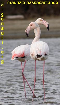 fenicottero phoenicopterus