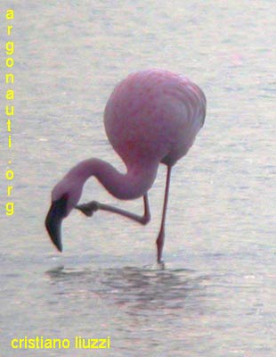 fenicottero minore phoenicopterus