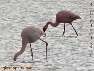 fenicottero minore phoenicopterus