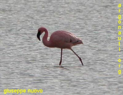 fenicottero minore phoenicopterus