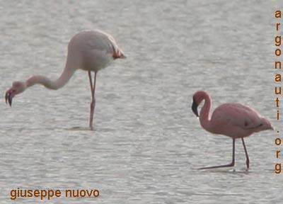 fenicottero minore phoenicopterus