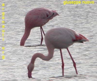 fenicottero phoenicopterus