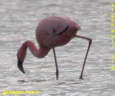 fenicottero minore phoenicopterus