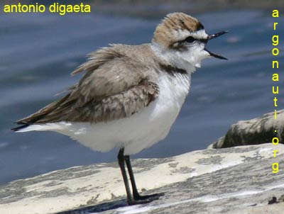 fratino charadrius