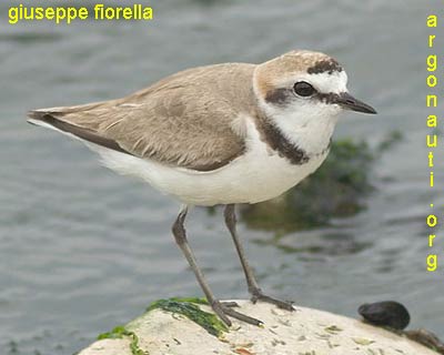 fratino charadrius