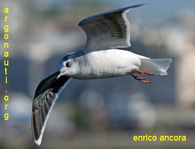 gabbianello larus