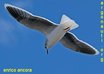 gabbianello larus